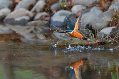 獲り損なった 1