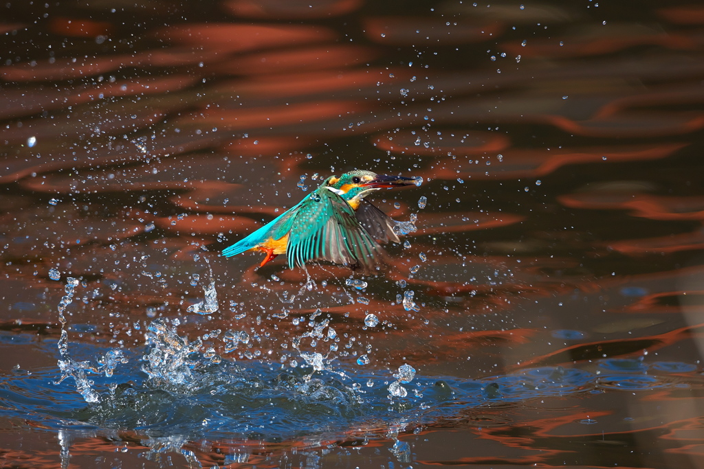 小エビゲット 2