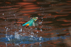 小エビゲット 2