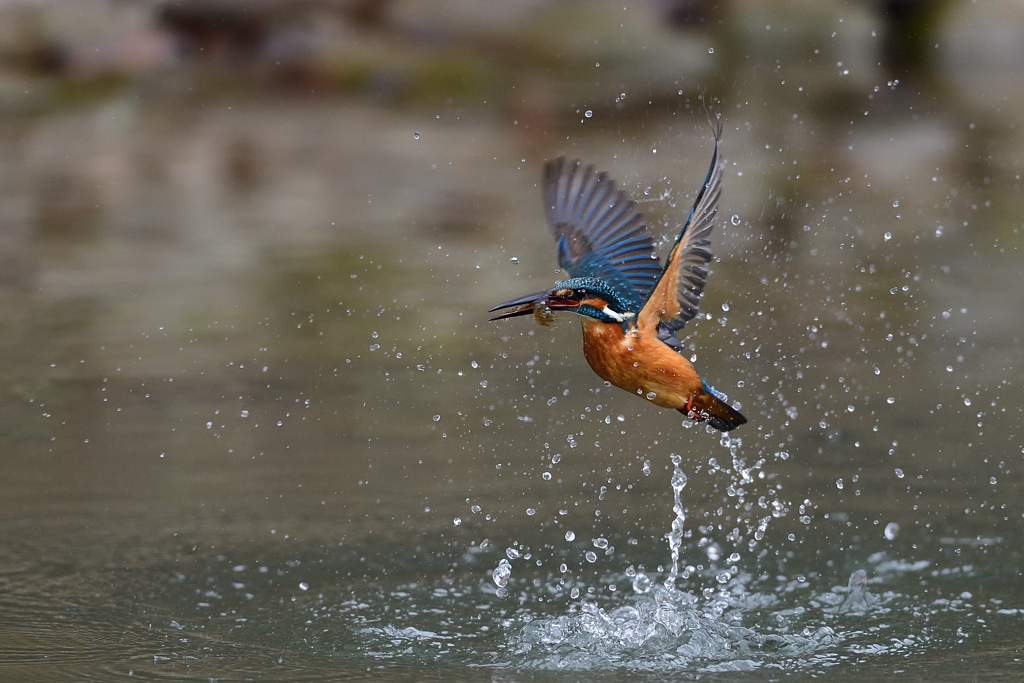 えびゲット 2021_17
