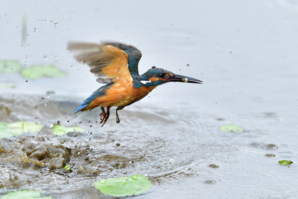 お魚ゲット 2020_34