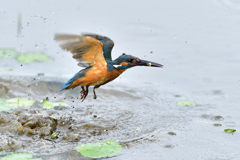 お魚ゲット 2020_34