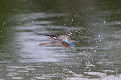 スプラッシュ 2017_26