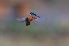 ホバリング 2021_5