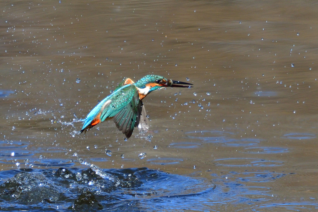お魚ゲット 2019_3