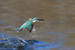 お魚ゲット 2019_3