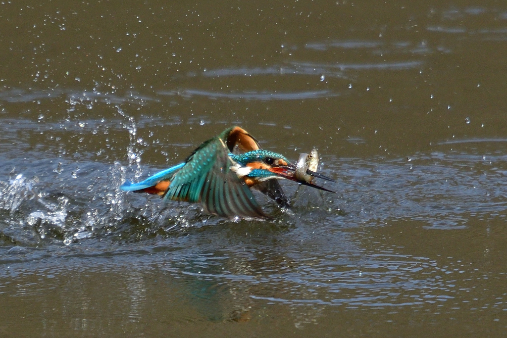 お魚ゲット 2019_30