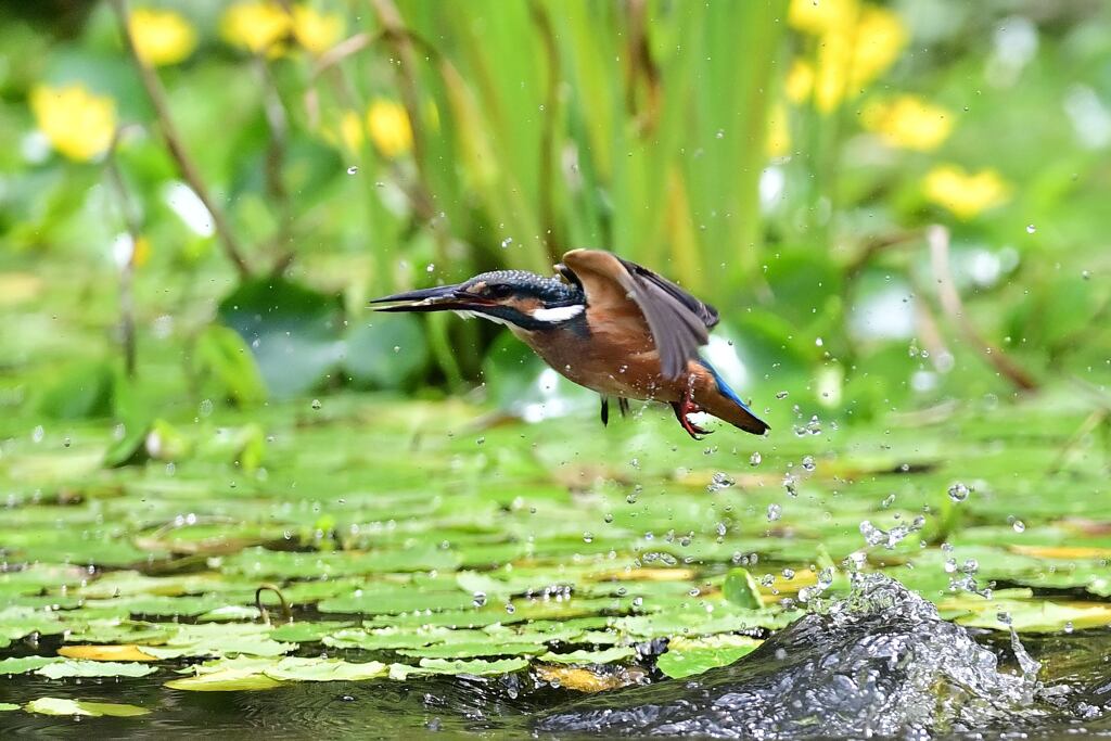 エビ　ゲット 2