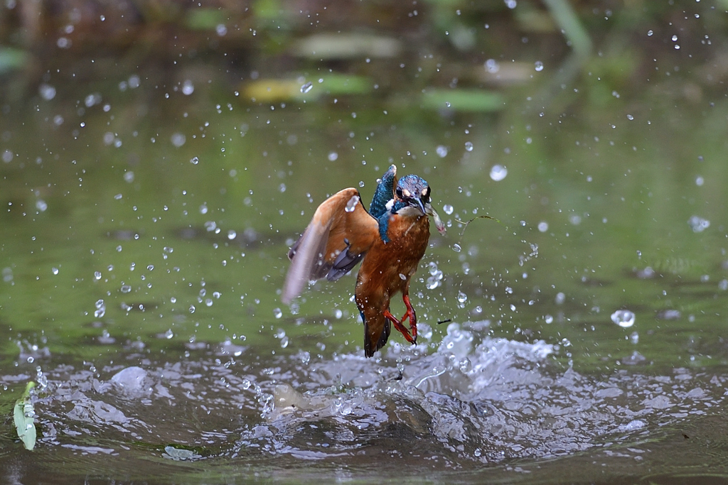 お魚ゲット 2020_29
