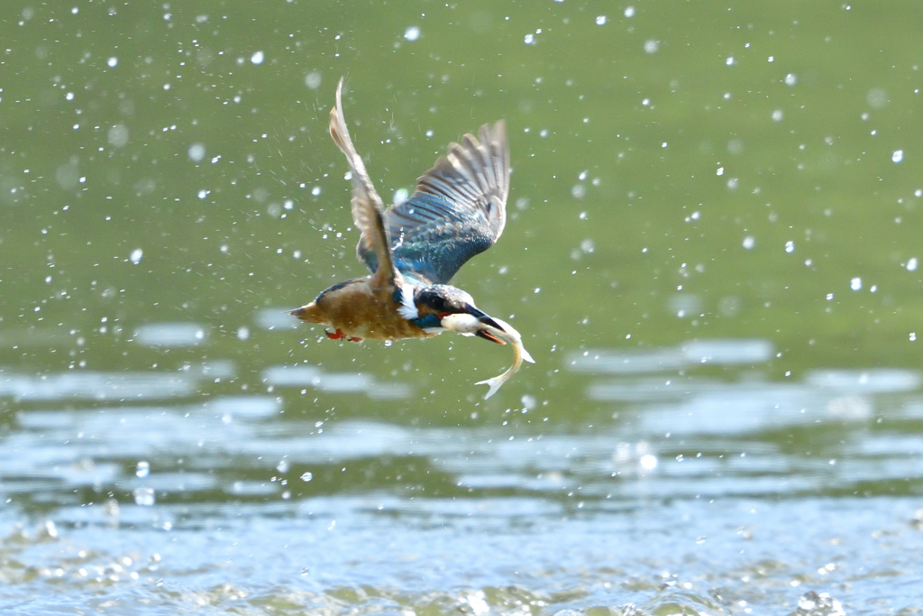 お魚ゲット 2019_51