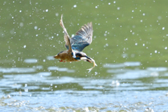 お魚ゲット 2019_51