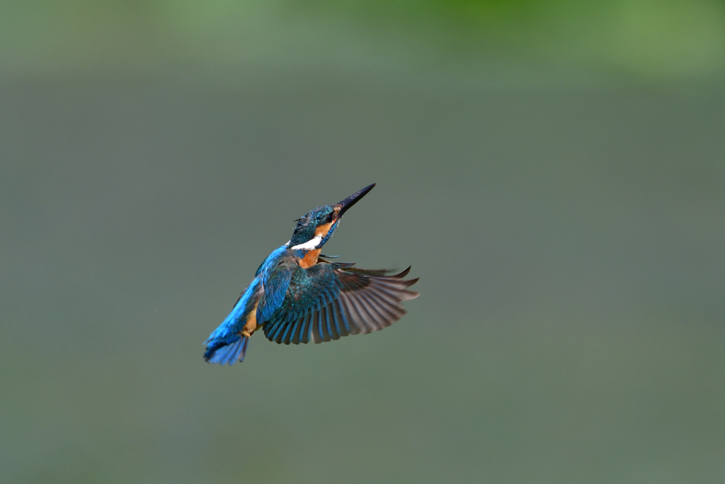 ダイブ戻り 2017_24