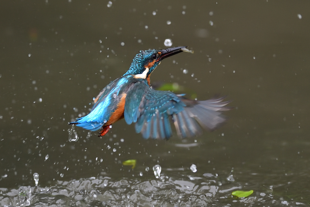 えびゲット 2020_82