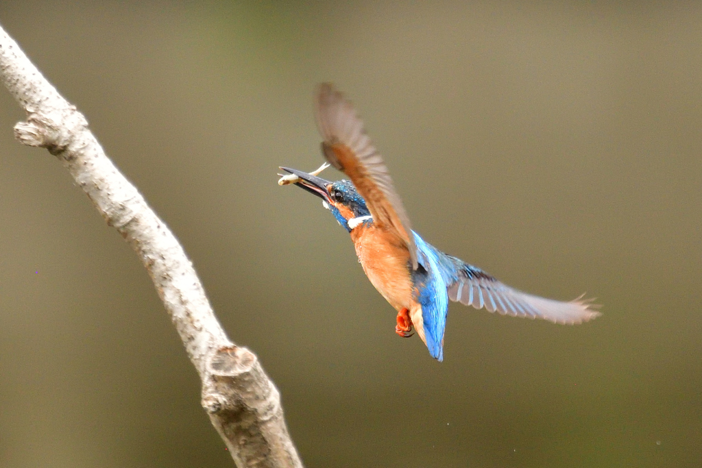 ダイブ戻り 2018_10