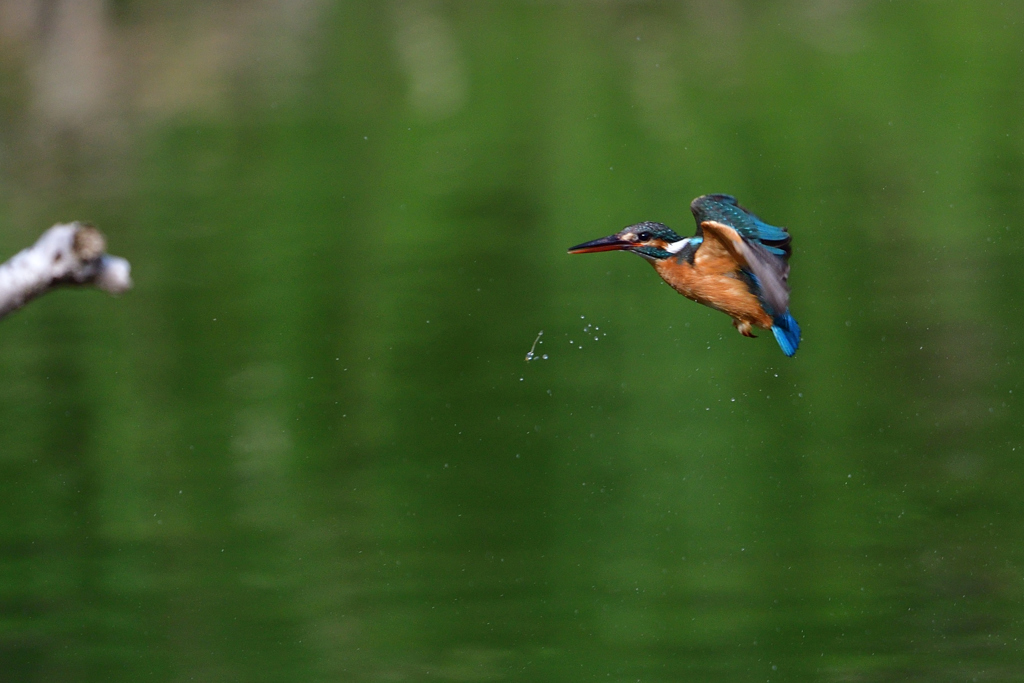 ダイブ戻り 2017_19