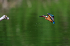 ダイブ戻り 2017_19