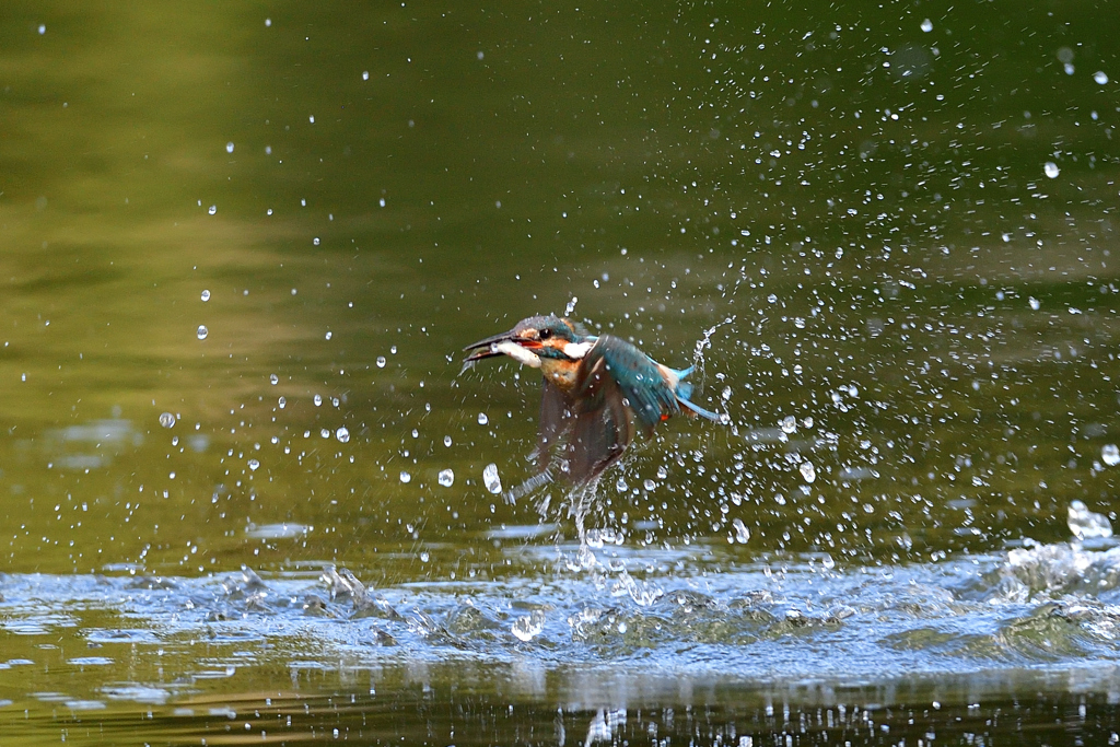 お魚ゲット 2021_64