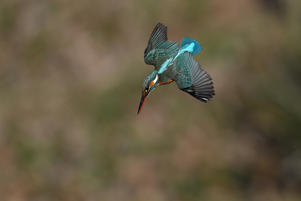 ロックオン 2020_24