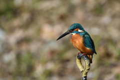 小エビでは満たされない