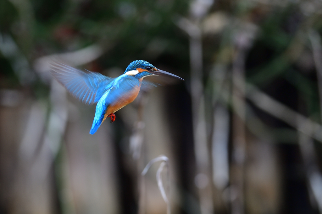 ホバリング 2020_9