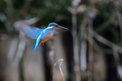 ホバリング 2020_9