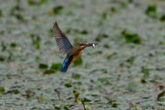 捕ったぞ 2017_24