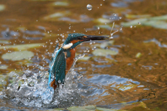 小えびゲット 1