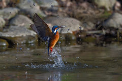 ライジング 2020_4