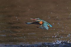 スプラッシュ A-6