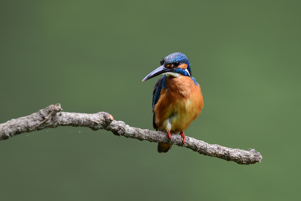 ポートレート 2020_4