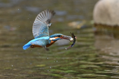 お魚ゲット A-12