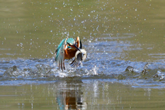 飛べた！