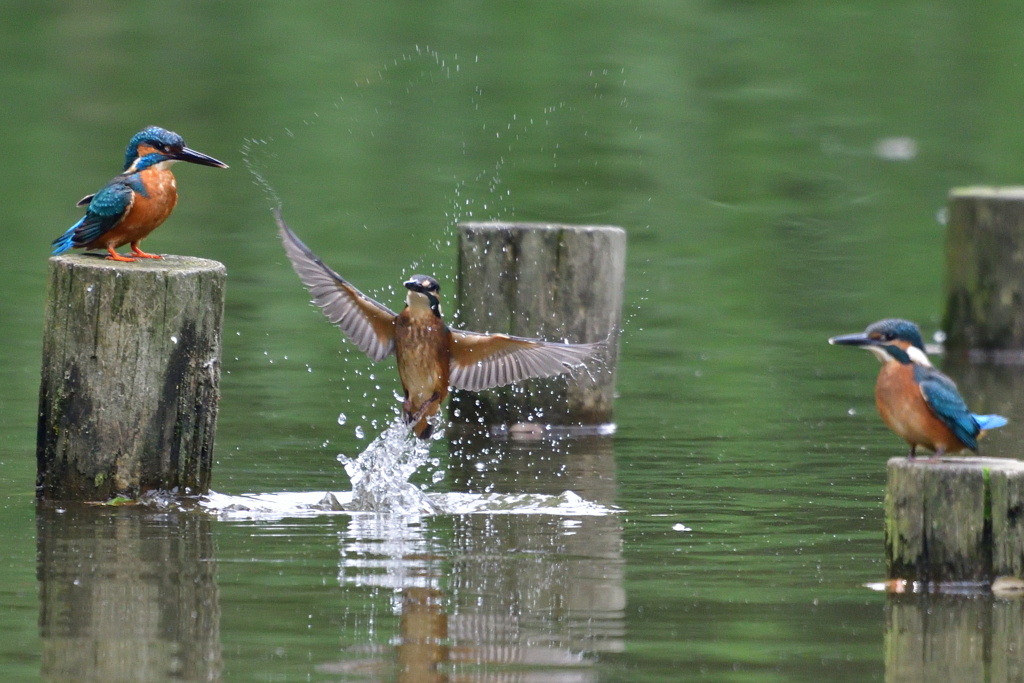 カワセミは我が子を新緑の池に落とす 3