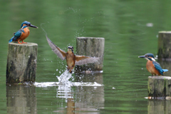 カワセミは我が子を新緑の池に落とす 3