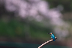 桜の背景