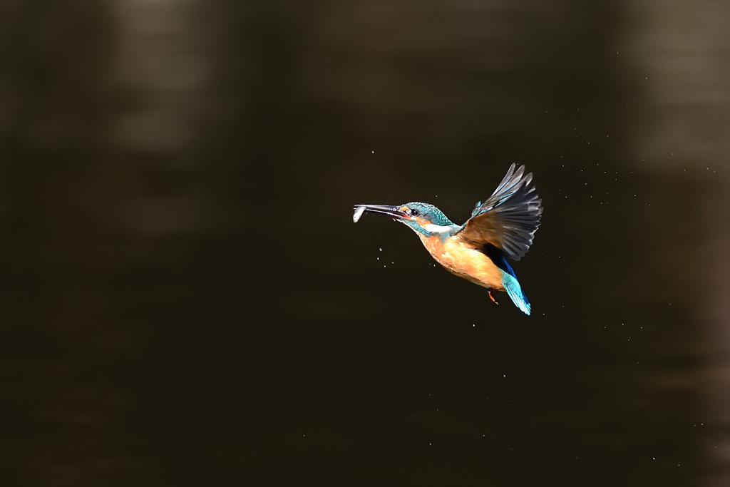 お魚ゲット 2021_95