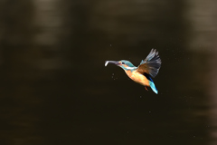 お魚ゲット 2021_95