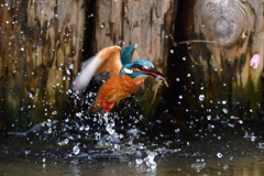 えびゲット 2020_34