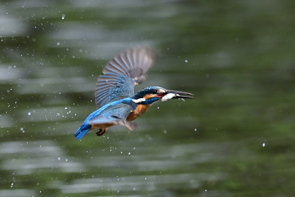 お魚ゲット A-33