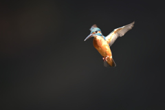 ホバリング 2019_27