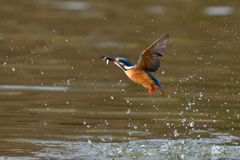 お魚ゲット 2018-22