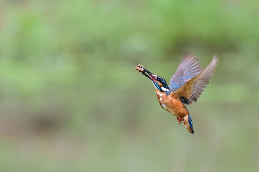 ザリガニ ゲット 2020_19