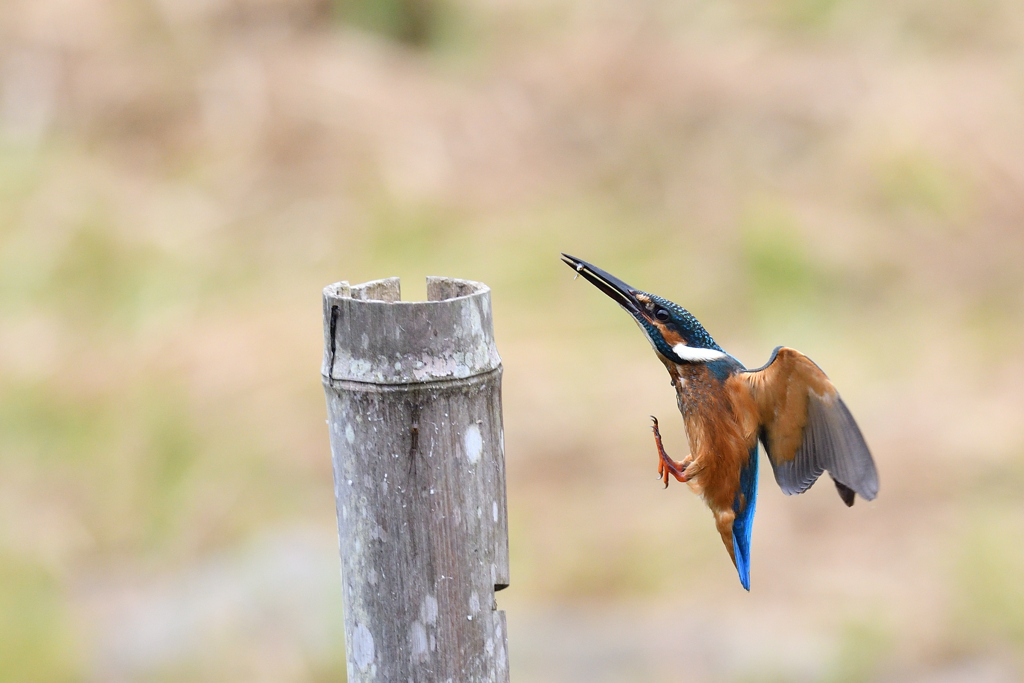 あの時君は若かった 4