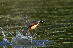 お魚ゲット 2021_65