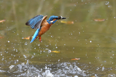 お魚ゲット 2018_87