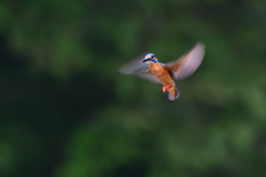 ホバ三昧 2018_39