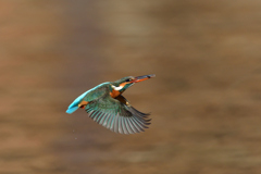 極小ゲット 2020_5