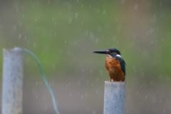 憂鬱な雨