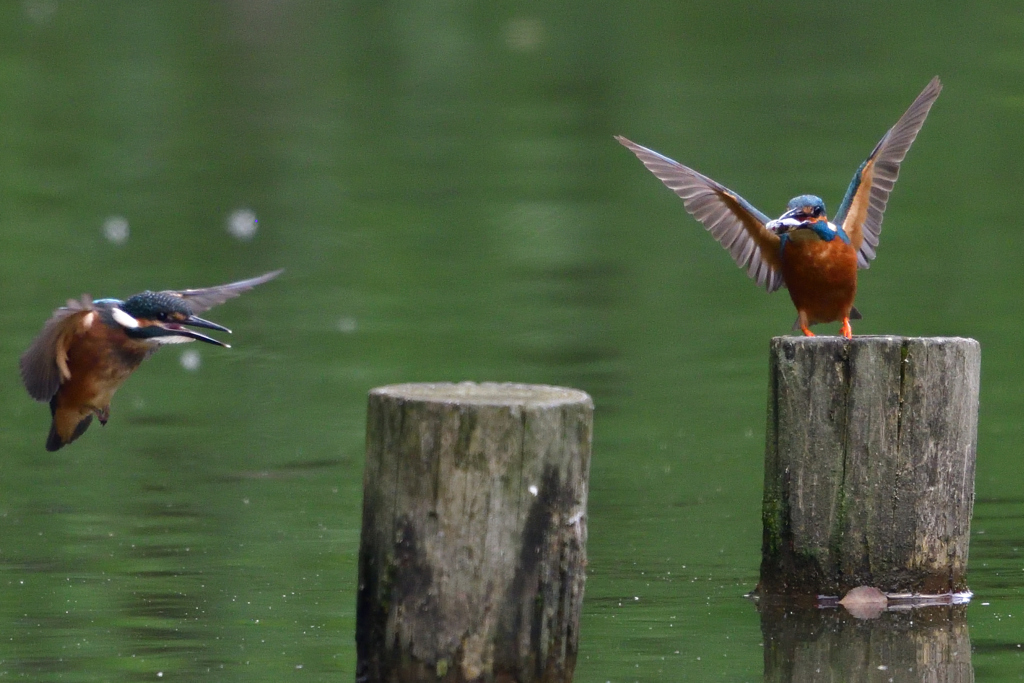 やったー お食事だ