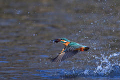 お魚ゲット 2021_8